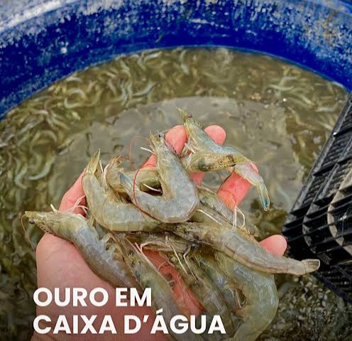CULTIVO LUCRATIVO DE CAMARÕES NO QUINTAL
