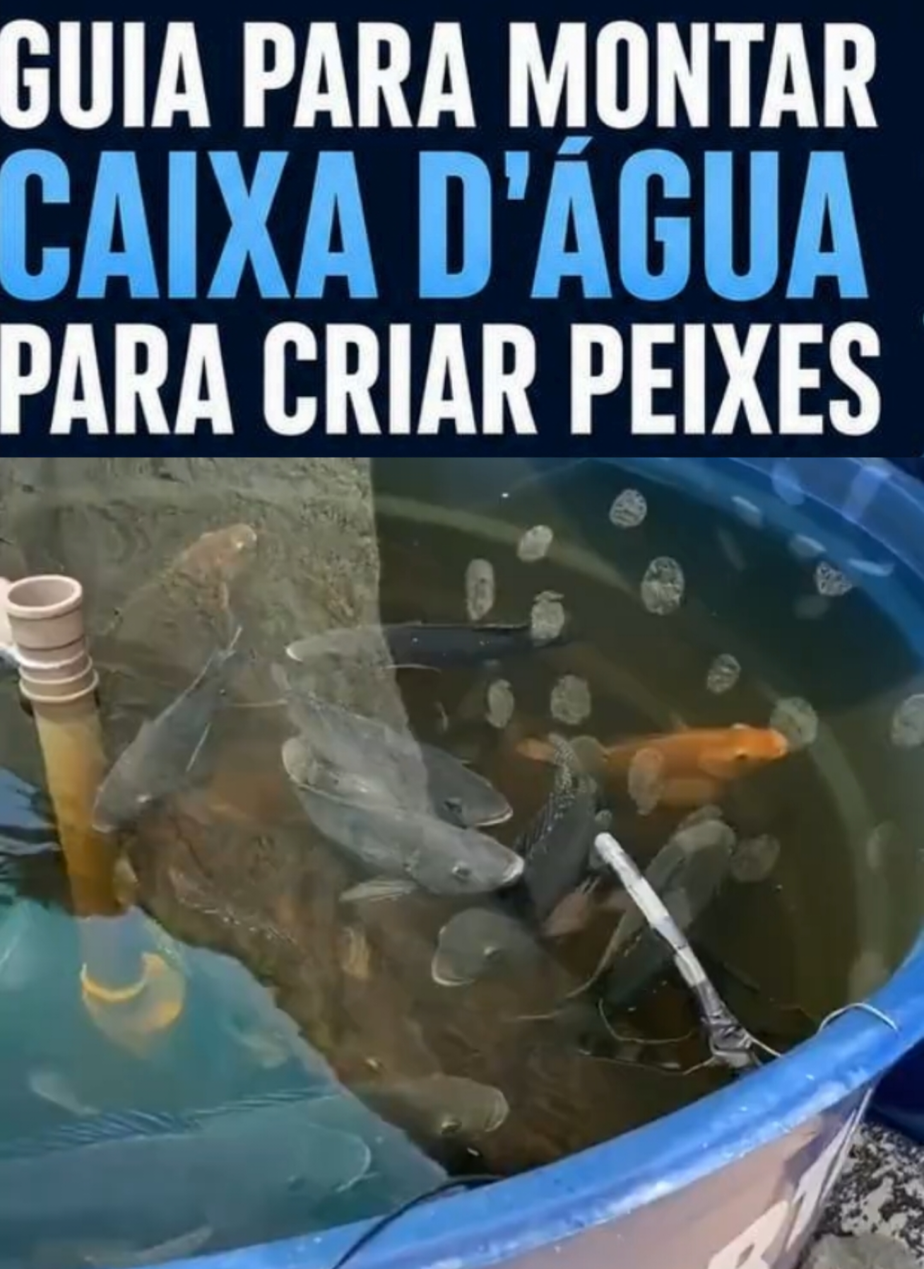 CULTIVO LUCRATIVO DE TILAPIA NO QUINTAL